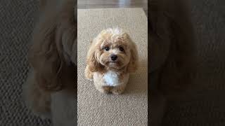 Cuteness & Calm 🎶 | Lovely Pets with Piano and Violin