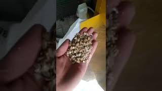 Yem Ezme Makinası Ev Elektirikli 30 Luk 5385873415