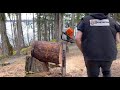 Stihl MS500i with Bark Box and without Bark Box in the cut - vs. Vintage husky’s