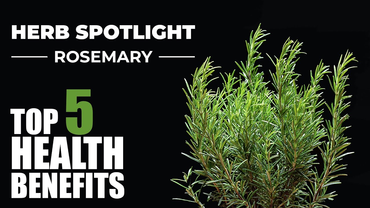 Top 5 Benefits Of Rosemary Herb Spotlight Youtube