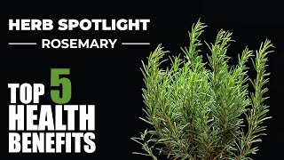 Top 5 Benefits Of Rosemary  Herb Spotlight