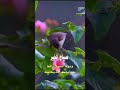 ضبيع ضبيع