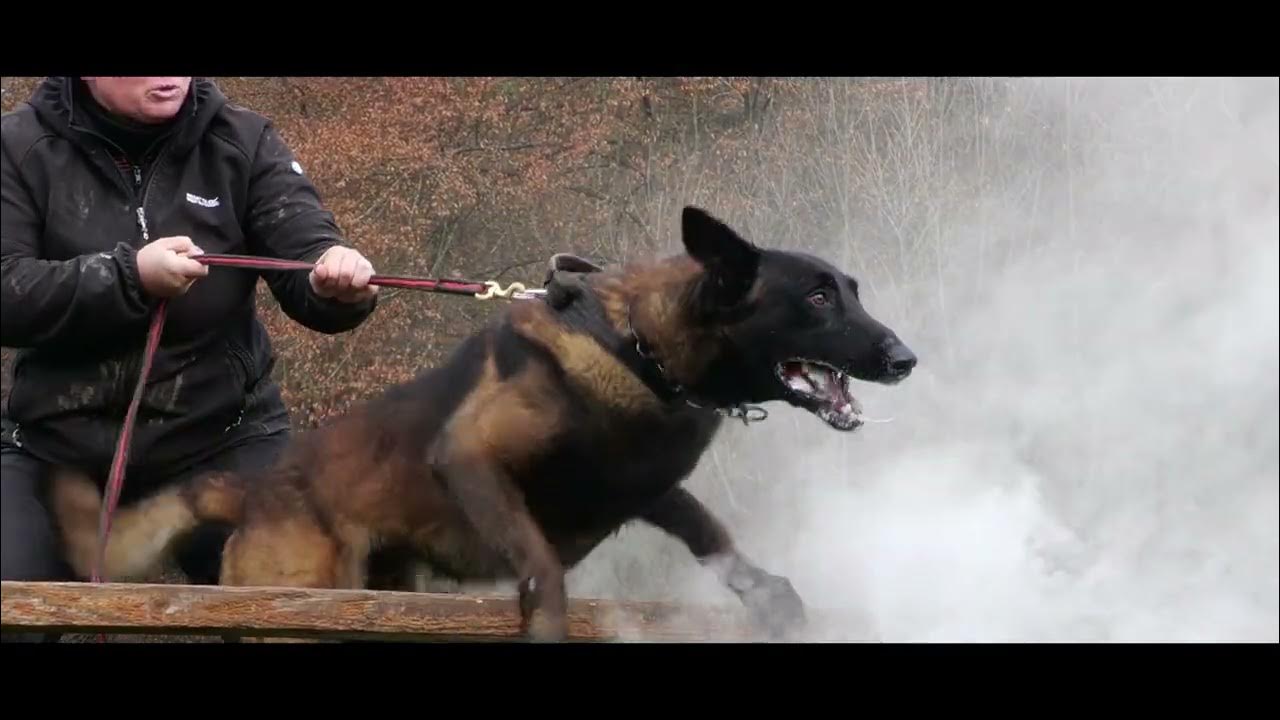 Cannibal Rebel Dog Lukavica 19. 11. 2022 YouTube