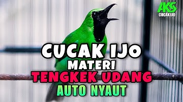 PANCINGAN CUCAK IJO GACOR ISIAN TENGKEK UDANG FAVORIT UNTUK DONGKRAK EMOSI IJO LAIN AGAR CEPAT NYAUT