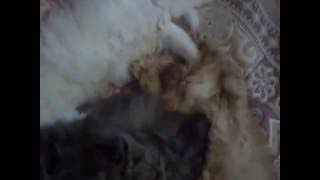 Лапы вверх!!Смешные котята спят. Лапы вверх!!Смешные котята спят.