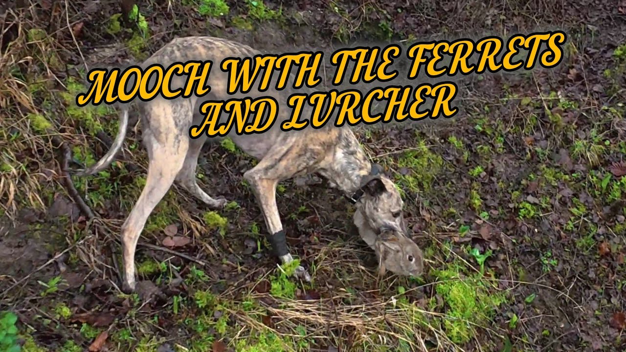 Mooch With The Ferrets And Lurcher 