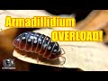 Armadillidium overload: An overview of this fascinating and easy to care for genera of Isopods