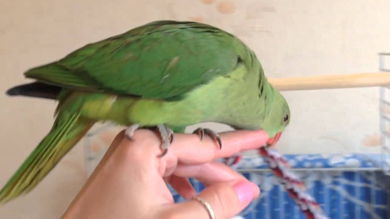 Реферат: Индийский кольчатый попугай