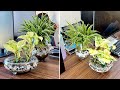 Marble queen is very beautiful aquatic plant how to grow araceae family at home simply