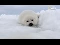 Les bébés phoques de l'Arctique