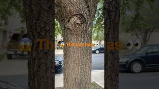 😱 this tree has 👁 #fyp #eyes #tree #scary #viral #viralshorts