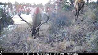 2023-12 - Elk, deer, lion, bobcat in winter