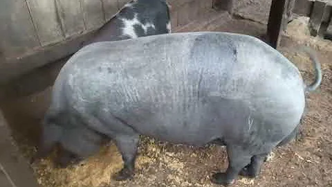 Quanto custa um porco?