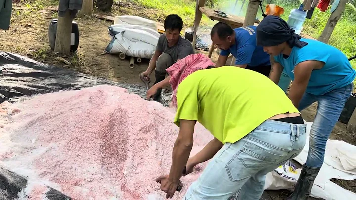 How to Fertilize and protect Coconut tree with Sea Salt / Organic manure and Fertilizer application