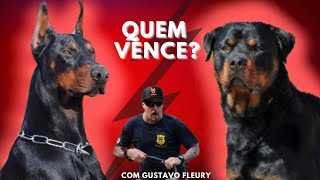 Rottweiler X Doberman Cães de Guarda