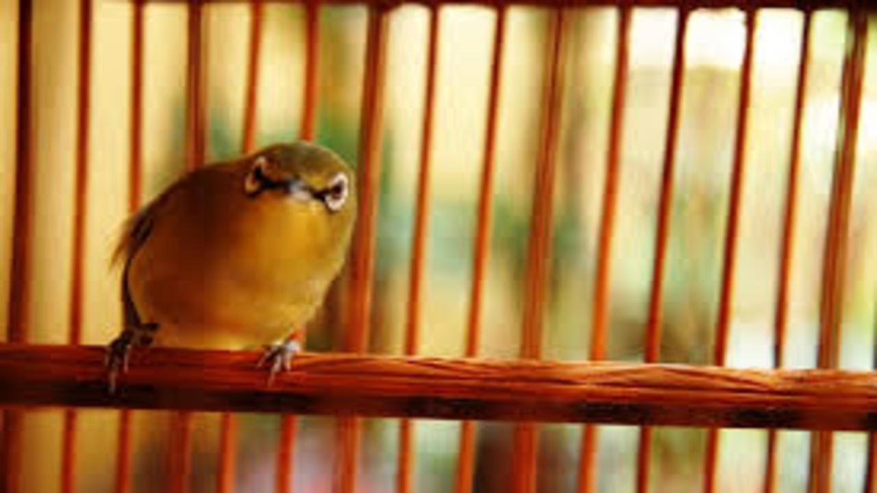 Pleci Tali Pocong Broiler Sf Youtube