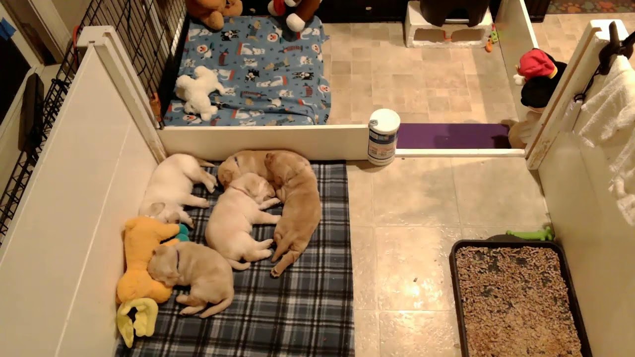 Susquehanna Service Dogs Puppy Cam