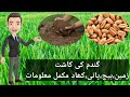 How to grow wheat  how to prepare soil for wheat seed complete process  wheat cultivation guide
