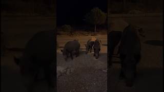 Şarkı Açınca Domuzlar Geliyor