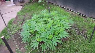 Starting an outdoor SCROG.