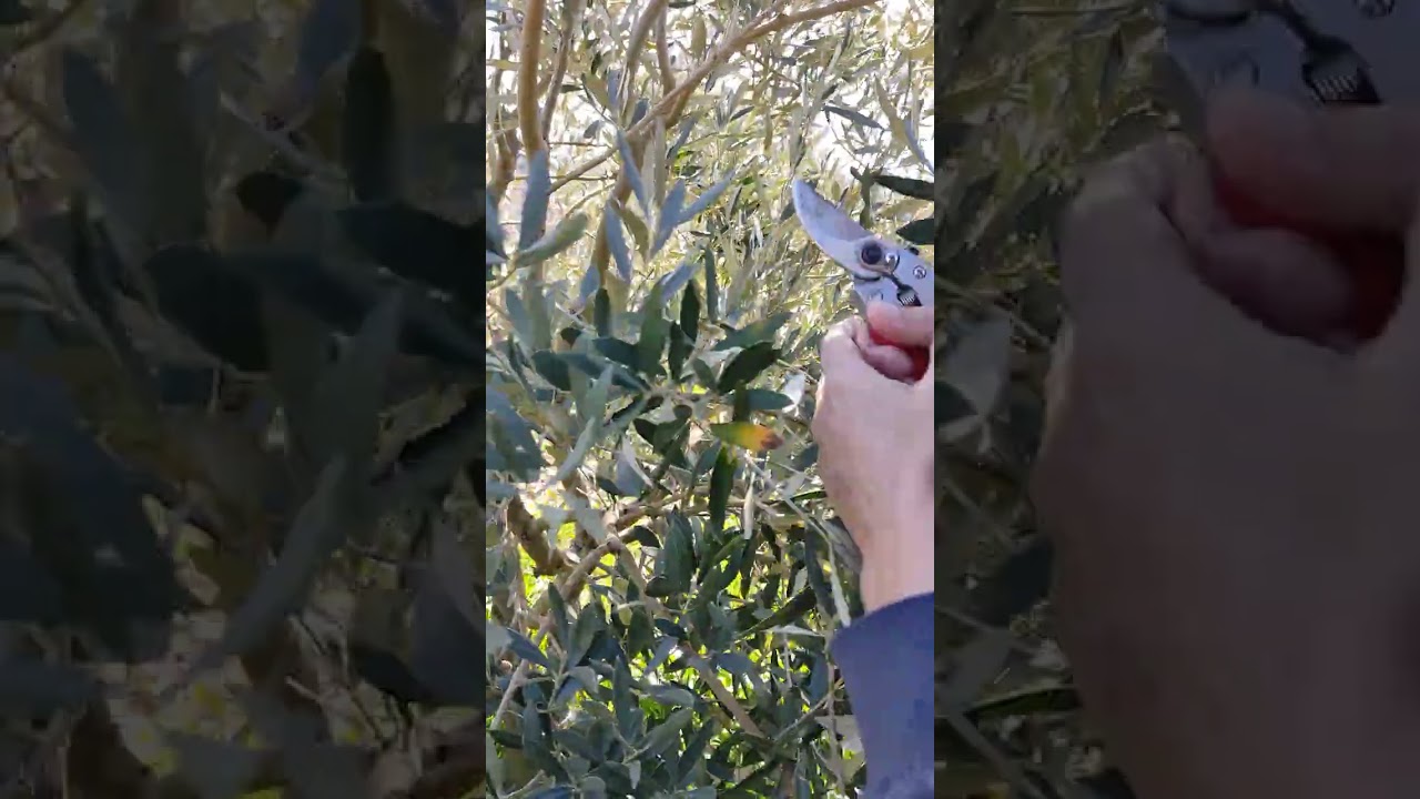 iri zeytin çeşitleri detaylı verim budaması