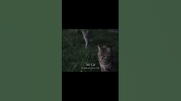 قَالَ لَا تَخَافَا ۖ إِنَّنِي مَعَكُمَا أَسْمَعُ وَأَرَىٰ🤍. #quran ~القارئ#شريف_مصطفى | #سورة_طه
