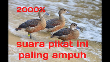suara pikat burung belibis 2000% paling ampuh lawan langsung turun