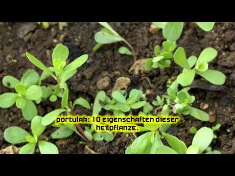 Portulak: 10 Eigenschaften dieser Heilpflanze