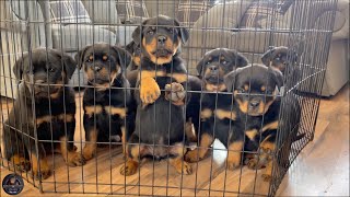 Raw Feeding Our 8 Weeks Old Feisty Rottweiler Puppies