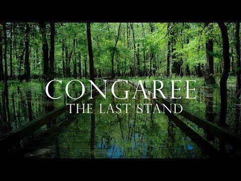 Video: Congaree National Park ng South Carolina