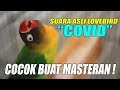 Cocok Buat Masteran Suara Lovebird Covid Galuh Smg Di Rumah Mp3 - Mp4 Download
