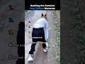 Ranking the Funniest Dog Clothes Moments