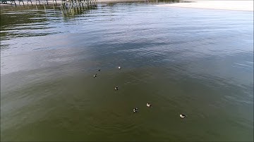 flag ponds state park in Calvert County