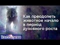 #107 Как преодолеть животное начало в период духовного роста. Практика соединения с Высшим Я.