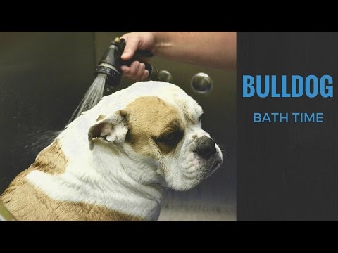 English Bulldog gets a bath