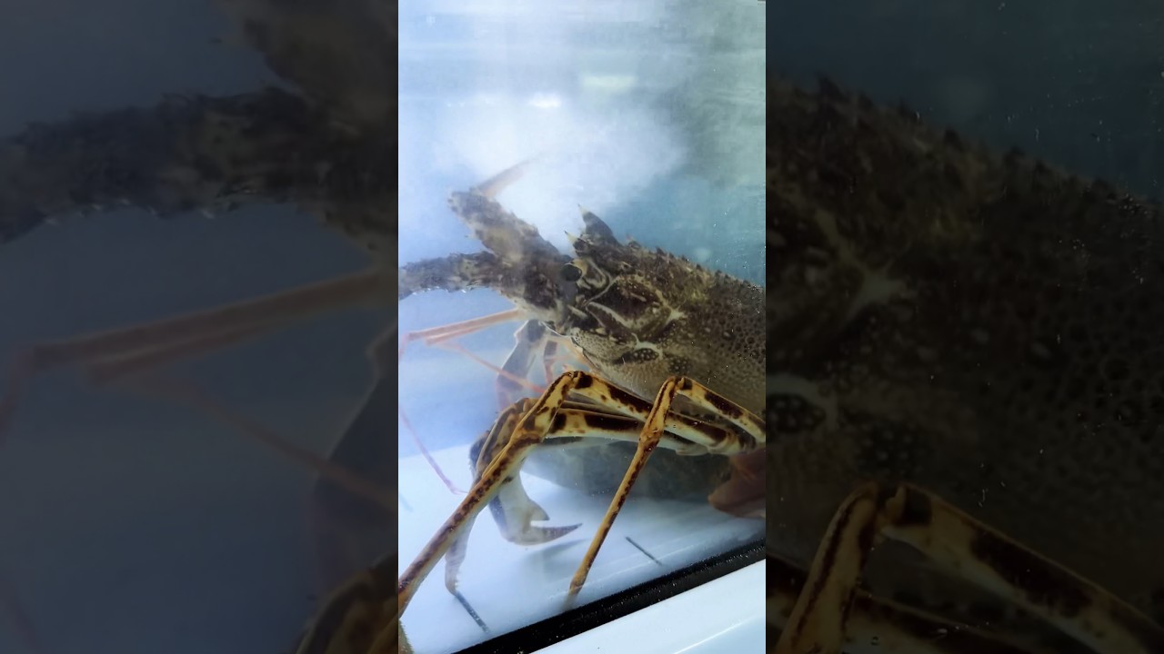 Шилла в Калабрии, Италия. Посмотрите на это невероятное море.