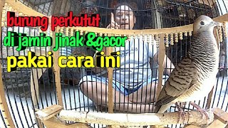 Buktikan Perkutut lokal di jamin JINAK& GACOR pakai cara ini