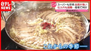 【白菜】１玉９００円も  仕入れ困難  産地で何が？
