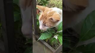 kucing flu#streetfeeding#kucingliar#kucingflu#vitad#cleversolutions#butuhbantuan#catshorts#catlover#