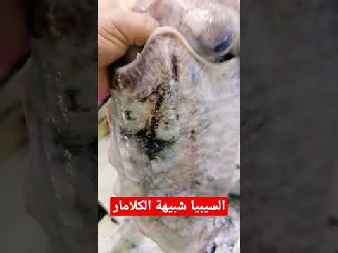 سمكة السيبيا مول الياقوتة حمراء