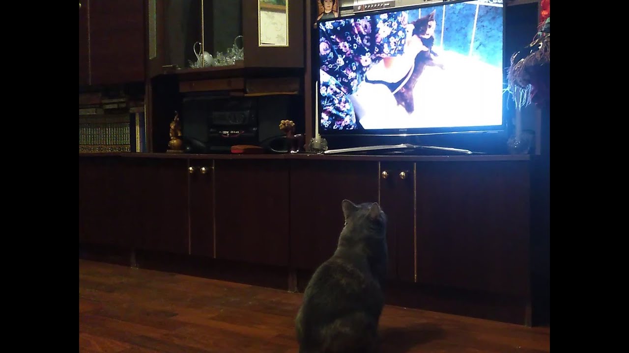 До чего техника дошла!... Марусю и там, и тут показывают! - YouTube