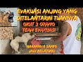 EVAKUASI ANJING DITELANTARKAN TUANNYA DIRUMAH KOSONG SELAMA BERTAHUN-TAHUN