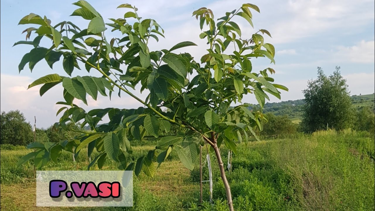 LIVADĂ DE NUCI DIN SOIUL FRANQUETTE