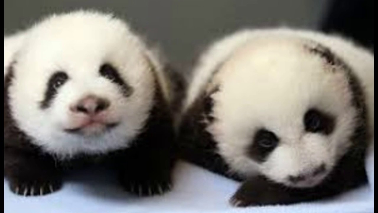 life cycle of a panda - YouTube