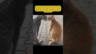 Mysterious Cat Moves 🐱 | Silent Hunter & Playful King