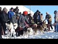 Hilarious dog talking at the start of dog sled race