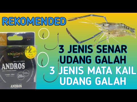 Video: Udang galah mana yang terbaik?