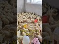 科学养鹅 家禽养殖 养鹅 养鹅技术分享 养鹅小妙招 养鹅 科普 饲养员日常 搞笑 科学养鹅 家禽养殖 养鹅 养鹅技术分享 养鹅小妙招 养鹅 科普 饲养员日常 搞笑