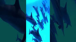 Delfines en el mar rojo
