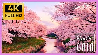 💦🌸 [4K] BOSQUE Japones en PRIMAVERA ▶ Sonido de las FLORES de CEREZO o SAKURA 🌺🍃 [8 HORAS] screenshot 3